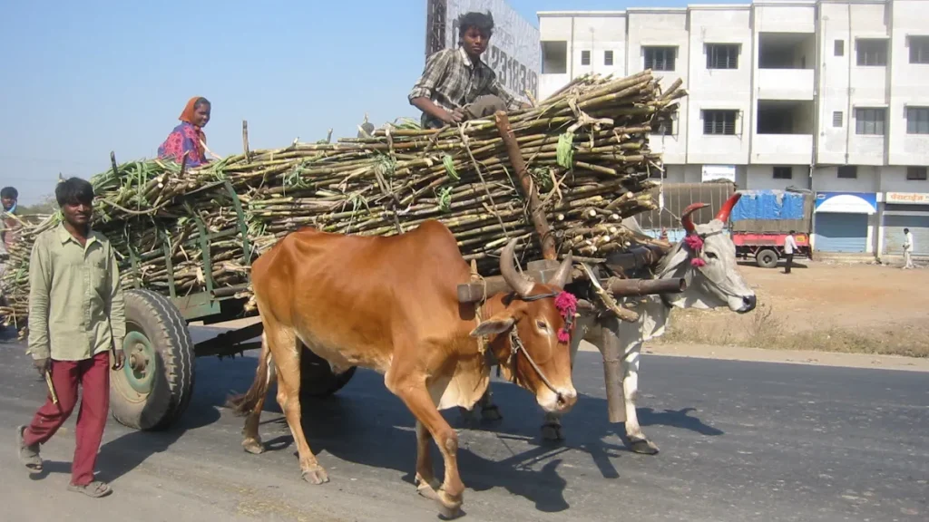Bullock cart carrying sugarcane in Maharashtra